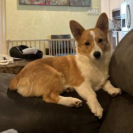 Pembroke Welsh Corgis from Nauti Corgi’s