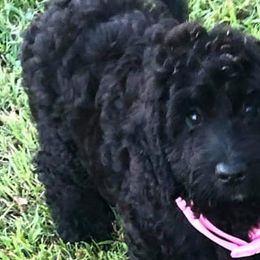 Aussiedoodles, Cockapoos, and Poodles from Emerald J Doodles