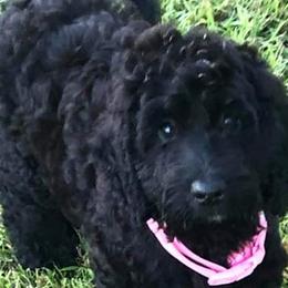 Aussiedoodles, Cockapoos, and Poodles from Emerald J Doodles