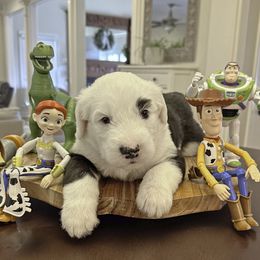 Rex - Gray and white male Old English Sheepdog puppy in Cleveland, Tennessee from Narrow Path Old English & Sheepadoodles