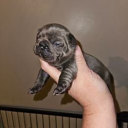 Girl 2 - Blue female French Bulldog puppy in Lansing, Michigan from Black Thunder 517 Cane Corso and Dachshunds