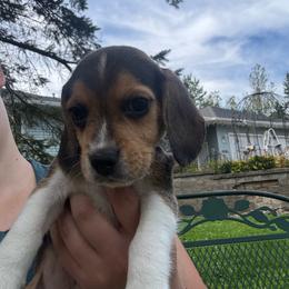 Pumpkin - Black white and tan male Beagle puppy in St. Cloud, Minnesota from Beagle Blessings