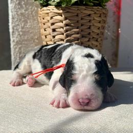 Pumpkin - Black and white male Bernedoodle puppy in Moreno Valley, California from Ayy_Doodles