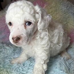 AKC Alfalfa - Parti male Poodle puppy in Tampa, Florida from The Sweet Life of a Toy Poodle