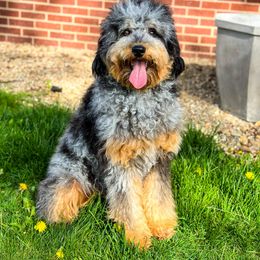 Kiki - Aussiedoodle