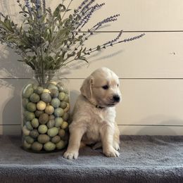 Golden Retriever Puppies from Indy's Goldens