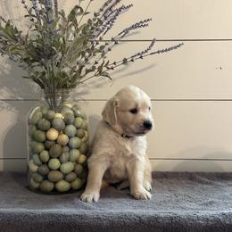Golden Retriever Puppies from Indy's Goldens