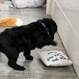 Poodle Puppies from Tyler Family Poodles
