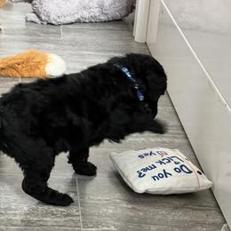 Poodle Puppies from Tyler Family Poodles