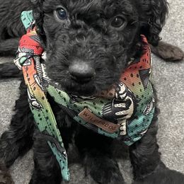 Labradoodle Puppies from Northwest Sporting Doodles