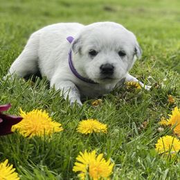 Australian Cattle Dog Puppies from Foxglove Field Farm