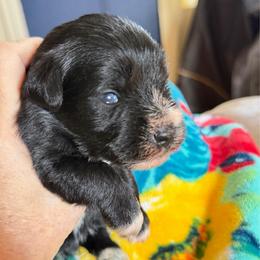 Cabernet Blue eyes possibly - Black male Miniature Schnauzer puppy in Temple, Texas from Schnauzers Of Taylor