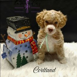 Cortland - Cream female Poodle puppy in Mancelona, Michigan from Lavender poodles & doodles