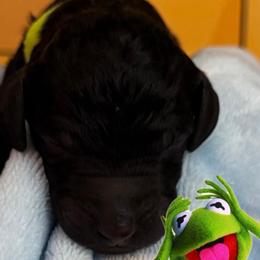 KERMIT - Black male Poodle puppy in Thornton, Colorado from Shandy Poodle