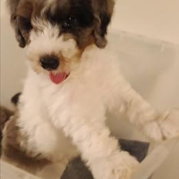 Boy two - Parti male Poodle puppy in East Providence, Rhode Island from Marta's Cavaliers