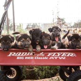 German Shepherds from Legacy German Shepherds