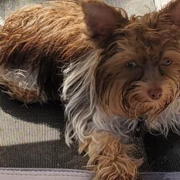 Miniature Schnauzers and Yorkshire Terriers from Cuddly Cutts Pets