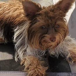 Miniature Schnauzers and Yorkshire Terriers from Cuddly Cutts Pets
