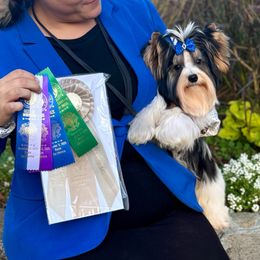 PJ - Black tan and white male Biewer Terrier puppy in Lathrop, California from Forever Charmed