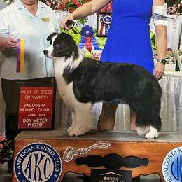 Wilma - Border Collie