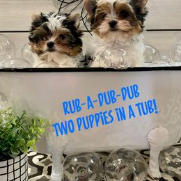 Biewer Terrier Puppies from Bouquet Biewers