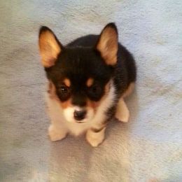 Pembroke Welsh Corgi Puppies from Santa Margarita Corgis
