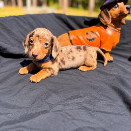 Rafiki AKC 5,000 - Dapple male Dachshund puppy in Indian Trail, North Carolina from Hilda’s Teenie Weenies