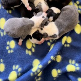 Boston Terrier puppies from Columbus Boston Terriers