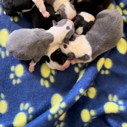 Boston Terrier puppies from Columbus Boston Terriers