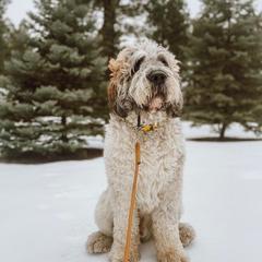 Oakland - Saint Berdoodle