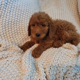 Goldendoodle Puppies from Denise's Goldendoodles