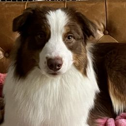 Australian Shepherds from Lady Luck Aussies