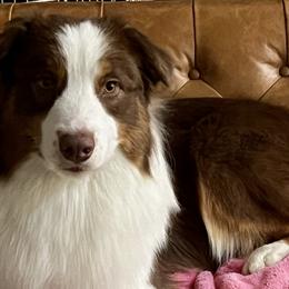 Australian Shepherds from Lady Luck Aussies