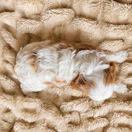 Beau - Blenheim male Cavapoo puppy in Malad, Idaho from Sunny Hill Puppies