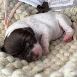 Snowflake - Parti female Assorted Doodle Crosses puppy in West Monroe, Louisiana from Southern Haven Doodles