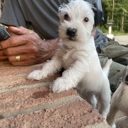 Parson Russell Terrier Puppies from Deep Creek Welsh Farm