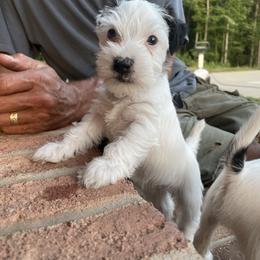 Parson Russell Terrier Puppies from Deep Creek Welsh Farm