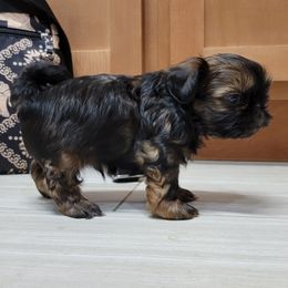 Shih Tzu Puppies from Chimera Shih Tzu