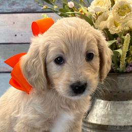 Comet - Cream female Goldendoodle puppy in The Woodlands, Texas from Gracie's Goldendoodles and Bernedoodles