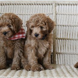 Goldendoodles from Sunset Grove