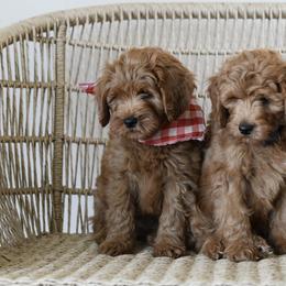 Goldendoodles from Sunset Grove