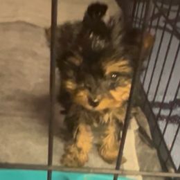 Girl 1 - Black and tan female Yorkshire Terrier puppy in Keyser, West Virginia from Bella’s Yorkies