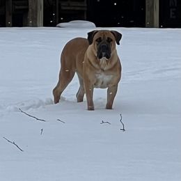 Mazzy - Boerboel