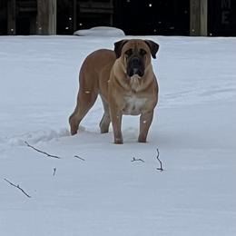 Mazzy - Boerboel