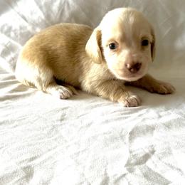Green - Cream male Dachshund puppy in Silver Springs, Florida from DeMarsh's Dachshunds