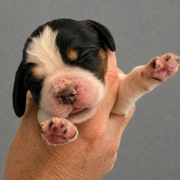 Wren - Black white and tan female English Springer Spaniel puppy in Fort White, Florida from Thunderbird Springers