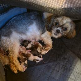 China - Shih Tzu