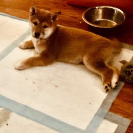 Bentley - Red male Shiba Inu puppy in Nashua, New Hampshire from Beloved Shiba