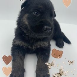 German Shepherd Puppies from Devon Rugerio's German Shepherds