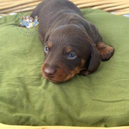 Pluto - Chocolate and tan male Dachshund puppy in Cave City, Kentucky from Mammoth Cave Dachshunds